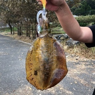 釣り仲間募集 釣行仲間さん