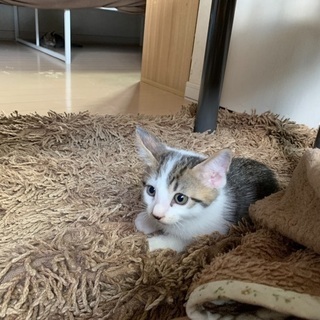 可愛いプチ猫