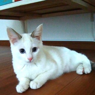 急募　生後三ヶ月の男の子