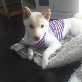 一歳。小さめの(豆に近いサイズ)メスの白い柴犬