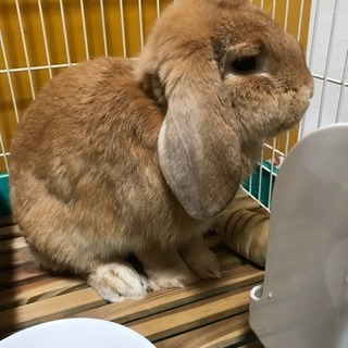 里親さん募集