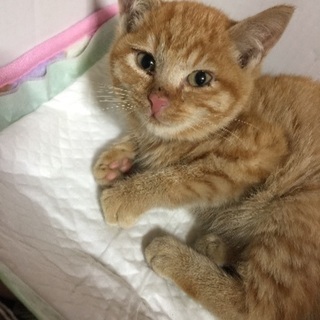 性別2.3ヶ月の子猫