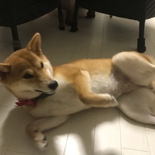 小さめの（豆に近いサイズ）メス茶柴犬