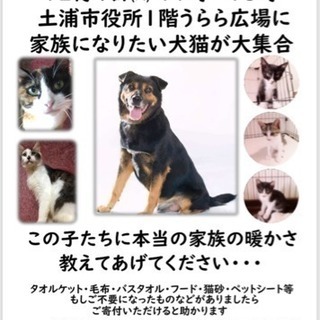 犬猫譲渡会