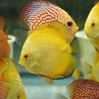 【一般事務】熱帯魚などに囲まれてお仕事♪ 週3～OK！時間や曜日は応相談◆未経験歓迎！少人数のオフィスで働きやすい☆自動車/バイク/自転車通勤OK！の画像