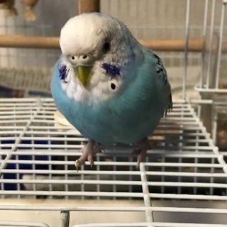 大切なインコを逃してしまい探しています