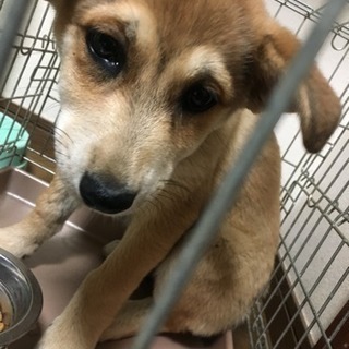 保護犬です。