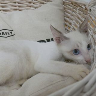 生後3ヶ月捨て猫7匹保護 　その1･シロ ブルーアイ