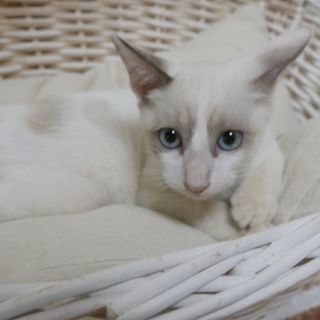 生後3ヶ月捨て猫7匹保護 　シロ シャム ブルーアイ