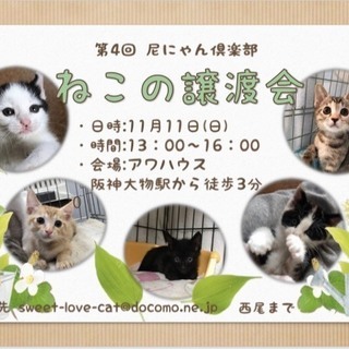 尼にゃんネコの譲渡会☆彡