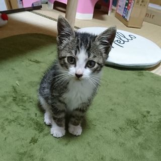 ２、３ヶ月の子猫