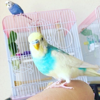 インコや小鳥が好きな友達募集！