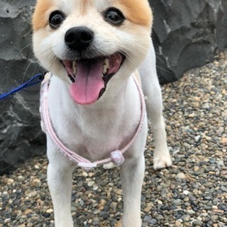ポメラニアン 8歳 オス