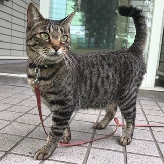 キジトラ猫いなくなりました