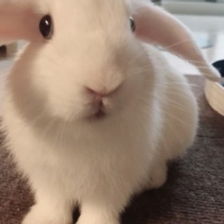 うさぎの飼い主募集します。