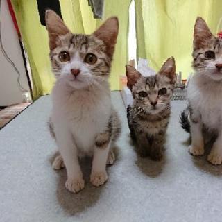 キジトラ子猫の里親募集中です!!