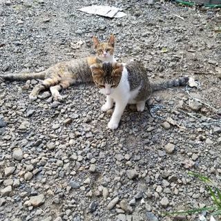 野良の子猫2匹の家族に