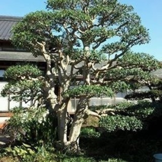 造園大募集！