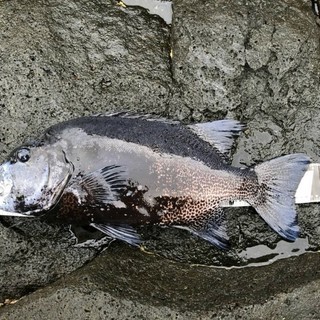 三宅島の地磯、三本での磯釣り（底物、上物）東海汽船で - メンバー募集