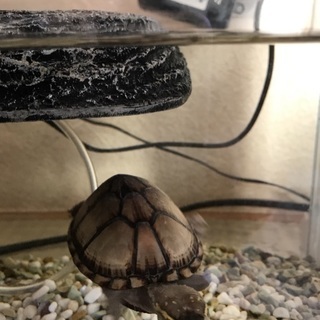 トウブドロガメ（亀）