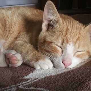 生後3ヵ月の子猫里親募集です。