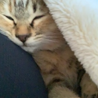 里親募集 子猫 推定3ヶ月 オス