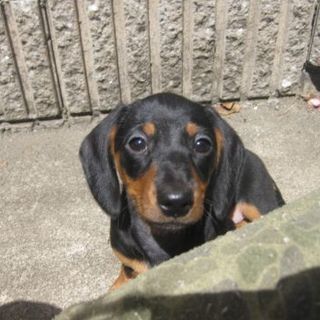 ミニチュアダックスフンド♀　4歳