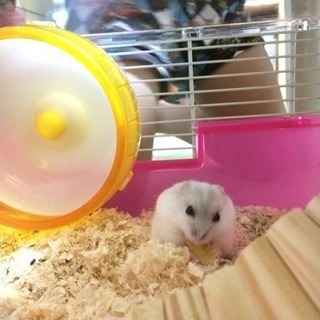 ジャンガリアンハムスター取引中 - その他