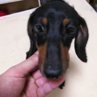 ミニチュアダックスフンド♀　4歳 − 東京都