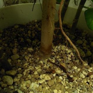 フィカス ウンベラータの画像