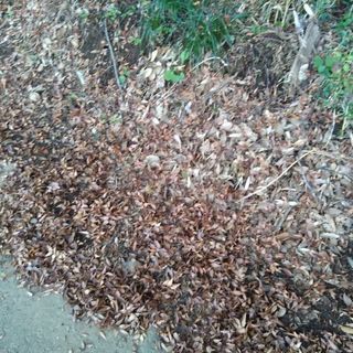 腐葉土などに。落ち葉(主に広葉樹シイ)差し上げます。茨城県潮来市。