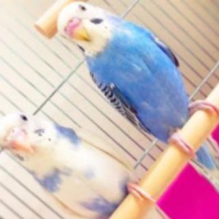 手のりセキセイインコ