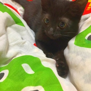 ■生後約５・６ヶ月の黒子猫（オス）の里親様募集