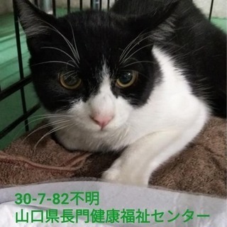 飼主持込み 可愛い猫ちゃん 5匹 長門健康福祉センター