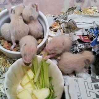 キンクマ赤ちゃん里親募集です！