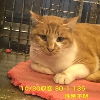 保健所から家族に迎える選択を！