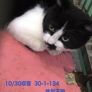 助けて下さい！保健所収容