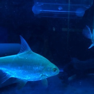 熱帯魚求めです