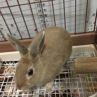 四カ月ウサギです。