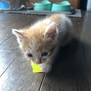 里親さん募集中❣️ − 岩手県