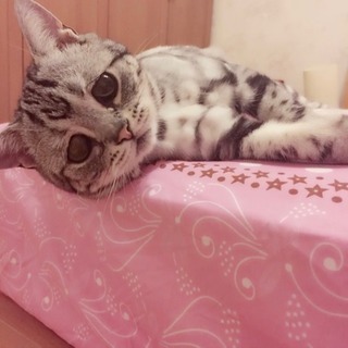 お友達募集🐈🌸✨✨
