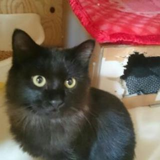 長毛の黒猫くぅ君