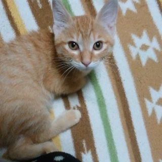 ４ヶ月の子猫ちゃんの里親さん急募！