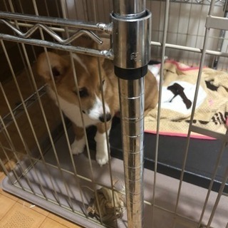生後6ヶ月のコーギーオスの里親さんを探しています - 犬