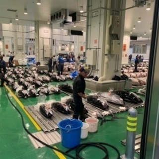  豊洲市場内軽作業 時給1300円 交通費全額支給 賞与有 年齢...