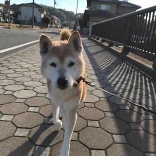 上品な育ち。おじーちゃんワンコ。