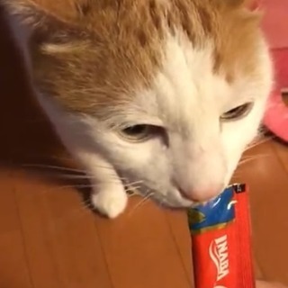 5歳の雄猫(避妊手術済み)