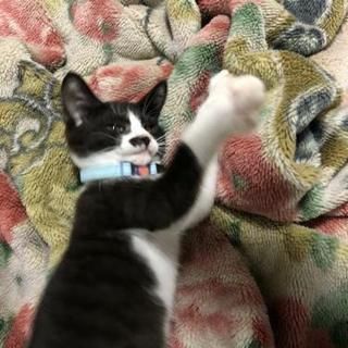 里親様募集です(*>_<*)
