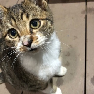 足登ってきます☆やんちゃ子ネコ 2匹