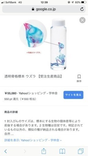 緊急値下げ！人気の透明骨格標本